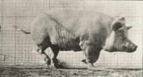 Plate 675 Sow trotting — figure reference